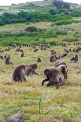 Baboon monkeys, Simien mountains, Ethiopia