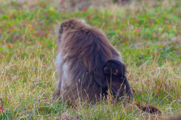 Baboon monkeys, Simien mountains, Ethiopia