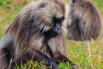 Portrait of baboon monkey, Ethiopia