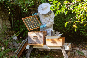 Apiculture - visite sanitaire d'une ruche - inspection des cadre de couvain