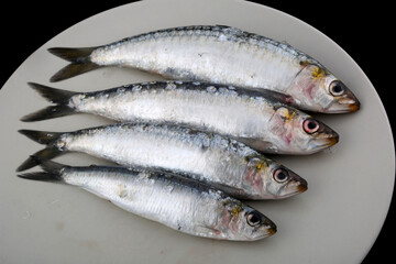 fresh and raw sardines as seafood