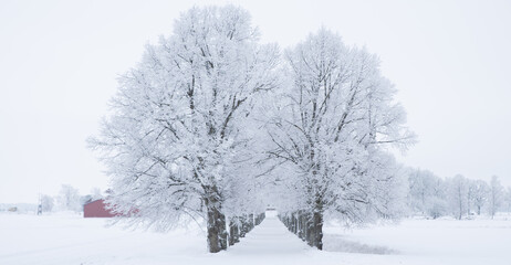 Fototapeta na wymiar Wintry landscape with snow and frost