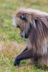 Portrait of baboon monkey eating, Ethiopia