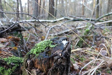 Alte tote Baumstämme auf dem Waldboden