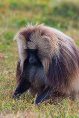 Portrait of baboon monkey eating, Ethiopia