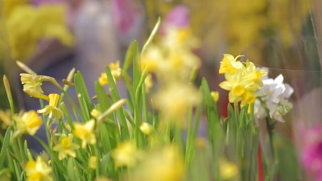 Beautiful Jonquil flowers