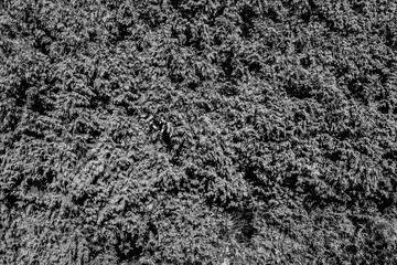 Hecke in schwarzwei&szlig; - Strucktur