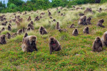 Baboon monkeys, Simien mountains, Ethiopia - 395376455