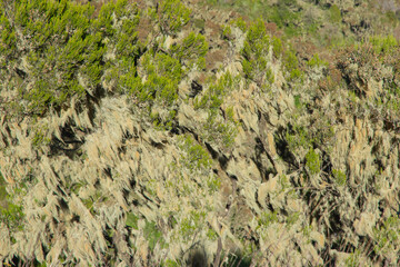 Obraz premium Lichen on the bushes, simien mountains