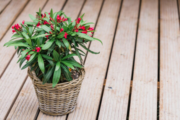 Oleander plant with red flowers in a woven pot. Nerium oleander red flower blooming	