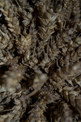 A bunch of wheat, an ear of wheat close up.
