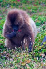 Baboon monkeys, Simien mountains, Ethiopia - 395377044