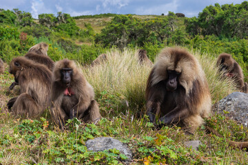 Baboon monkeys, Simien mountains, Ethiopia - 395377051