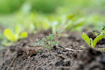 young crop of greenery on the garden plot, the concept of clean products