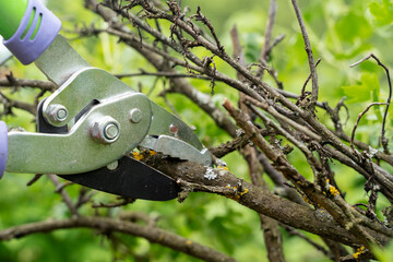 Scissors cut old branches from a tree