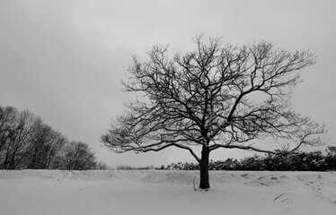 lonely snowy tree in winter
