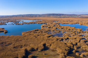 Pákozd, Hungary - Aerial view of lake Velence with abstract reed texture and beautiful blue water