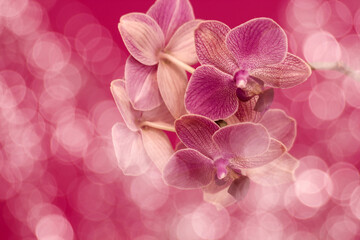 Beautiful pink orchid  -  phalaenopsis