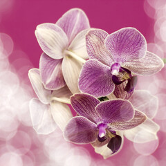 Beautiful pink orchid  -  phalaenopsis