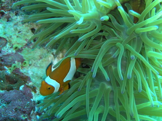 Nemo fish near Manado,  Indonesia