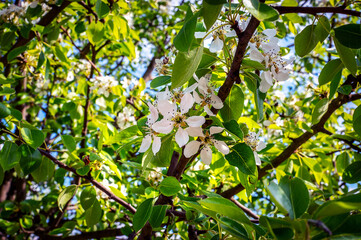 Bright, juicy blooming flowers of an pears tree on a branch. Natural spring background with blooming pear tree. 3d illustration