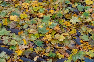 Yellow and green autumn fall leaves piled on street