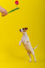 A naughty dog is jumping for a tulip in the studio on a yellow background. Funny puppy Jack Russell...