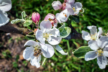 Blooming apple tree branch in spring. Bright juicy spring background in watercolor paints. 3D illustration