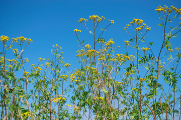 Natural background. Tansy flowers on a background of blue sky