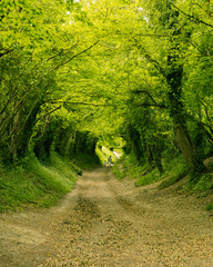 Halnaker Tree Tunnel Chichester, West Sussex