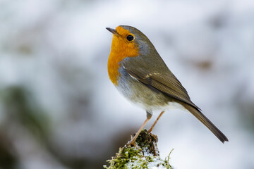 Rotkehlchen (Erithacus rubecula)