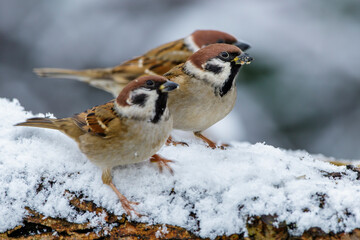 Feldsperling (Passer montanus)