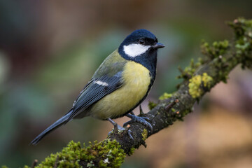 Kohlmeise (parus major)