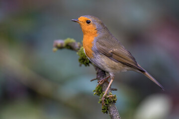 Rotkehlchen (Erithacus rubecula)