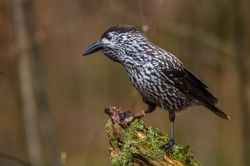 Tannenhäher (Nucifraga caryocatactes)