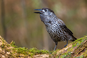 Tannenhäher (Nucifraga caryocatactes)