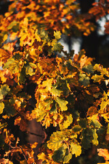 Oak branch in the evening with acorn and yellow sunlight in autumn