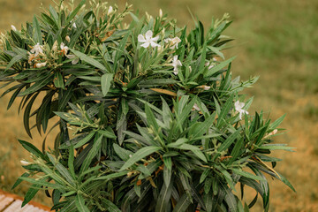 Fototapeta premium Oleander plant with white flowers. bNerium oleander white flower blooming 