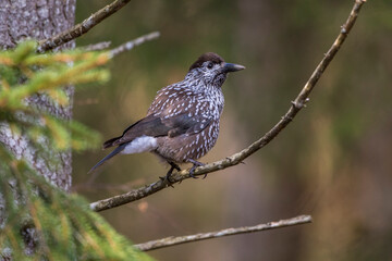 Tannenhäher (Nucifraga caryocatactes)