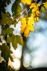 Naklejka na ściany i meble yellowed leaves in autumn