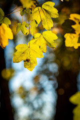 Obraz premium yellowed leaves in autumn