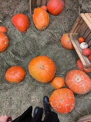 pumpkins and gourds