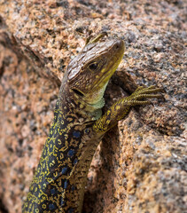Lagarto al sol en Galicia.