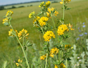 Blossoms of alfalfa yellow sickle (Medicago falcata)