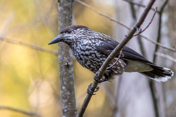 Tannenhäher (Nucifraga caryocatactes)
