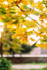 Yellow maple leaves on a branch in autumn with a blurred background