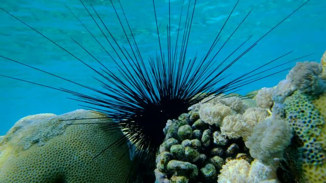 Closeup of Sea Urchin on the coral reef with blue water surface on background. Black Longspine Urchin or Long-spine sea urchin (Diadema setosum) on tropical coral reef. 
