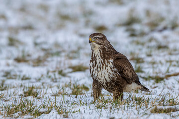Mäusebussard (Buteo buteo)