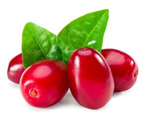 dogwood berries with green leaf isolated on white background. clipping path. full depth of field