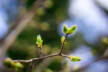 bud of a tree